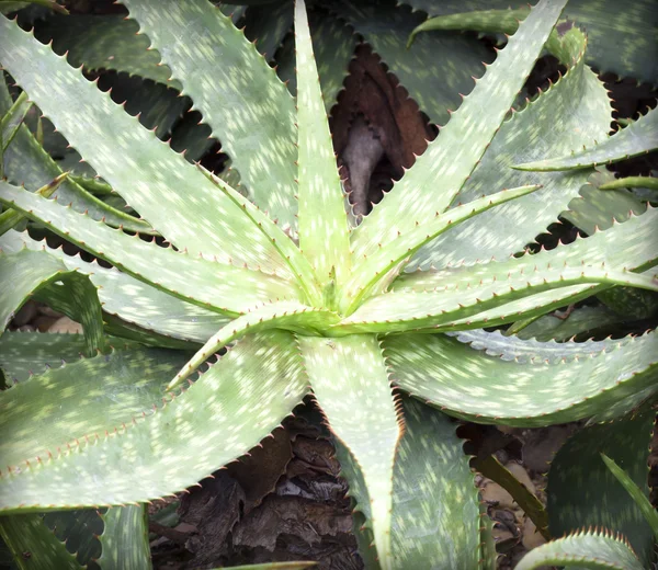 Aloe vera plantas — Fotografia de Stock