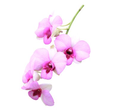 Mor orkide.