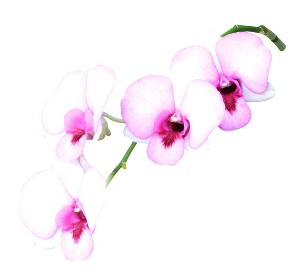 Purple orchid. — Stock Photo, Image