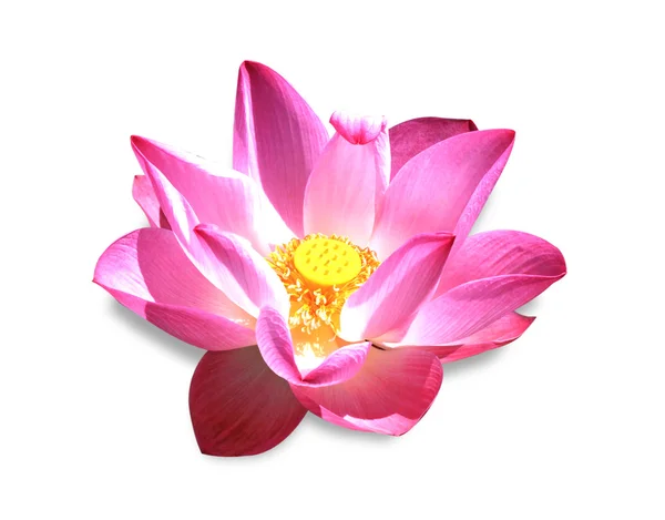 Nature lotus flower — Stock Photo, Image