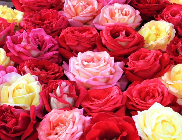 Roses background — Stock Photo, Image