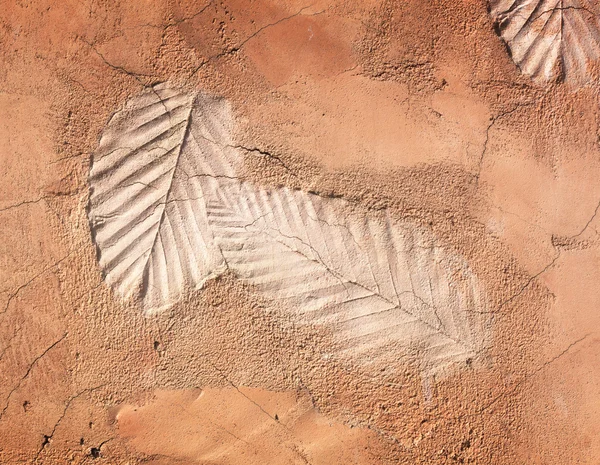 Leaf cement walkway — Stock Photo, Image