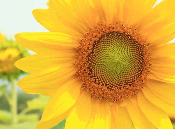 Tournesol fleur jaune — Photo