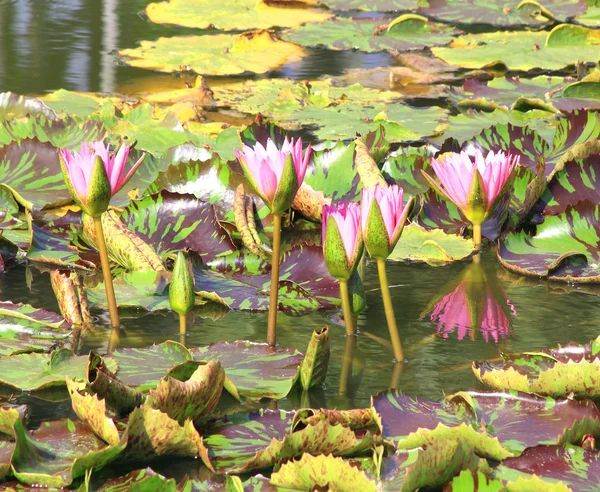 ロータス花 — ストック写真