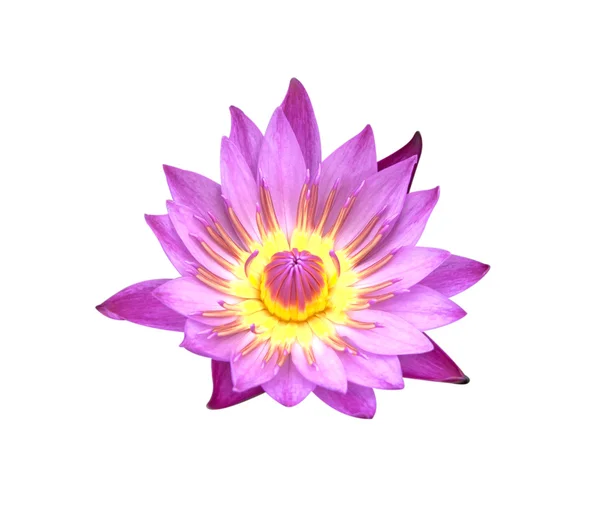 Lotus flowe — Stock Photo, Image
