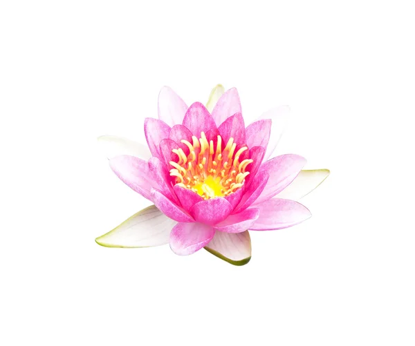 Lotus flowe — Stock Photo, Image