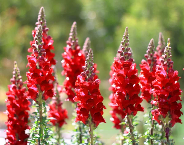 Snapdragon blommor — Stockfoto