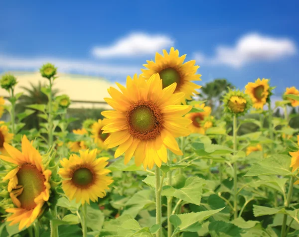 Bloemen zonnebloem — Stockfoto