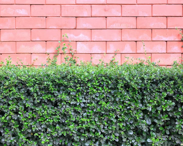 Зеленая стена Буша — стоковое фото