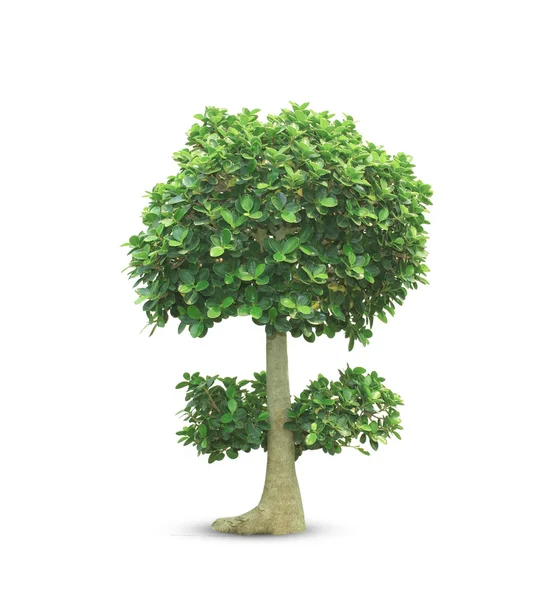 Bonsai-Baum — Stockfoto