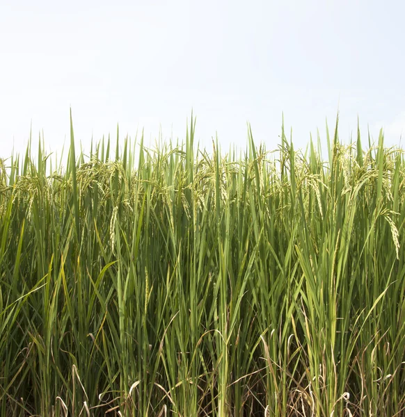 Rice — Stock Photo, Image