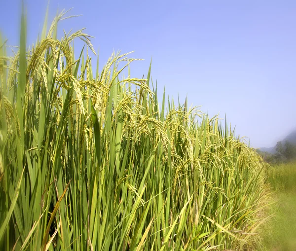 Rice fields — Stockfoto