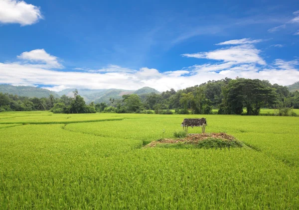 Rice fields — Stock Photo, Image