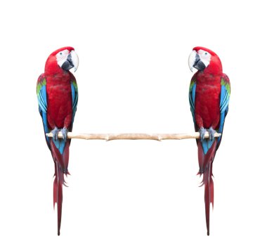 Amerika papağanı kuş