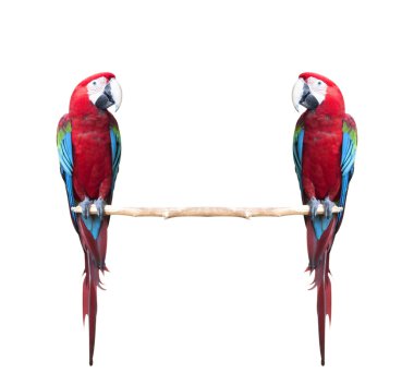 Macaw bird clipart
