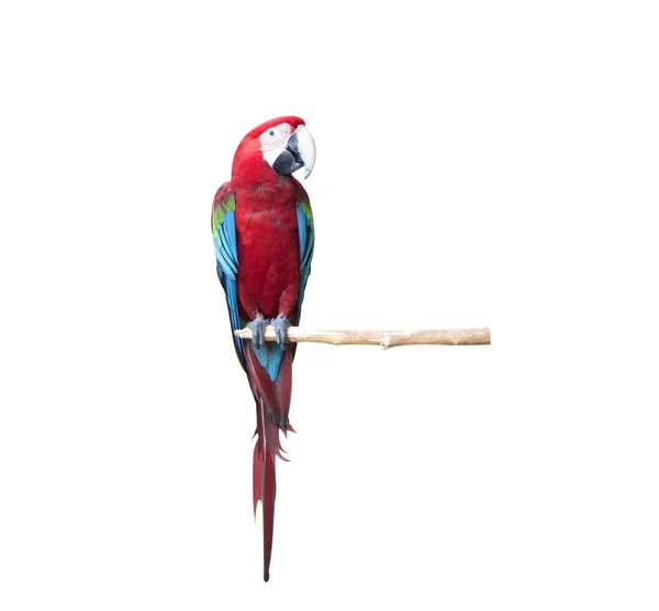 White macaw bird — Stock Photo © Pakhnyushchyy 58422615