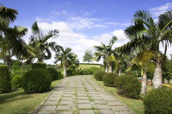 Corridors parks trees nature parks — Stock Photo, Image