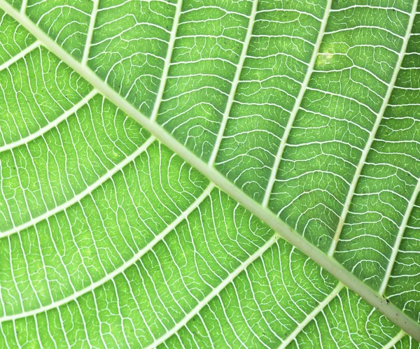 Background texture of leaves — Stock Photo, Image