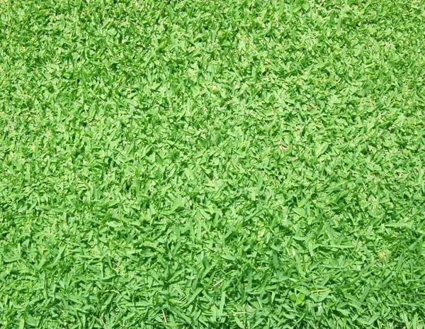 草坪 — 图库照片
