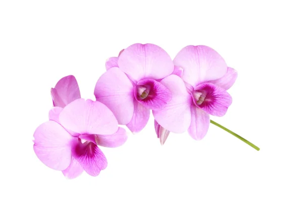 Orchidée fleur — Photo