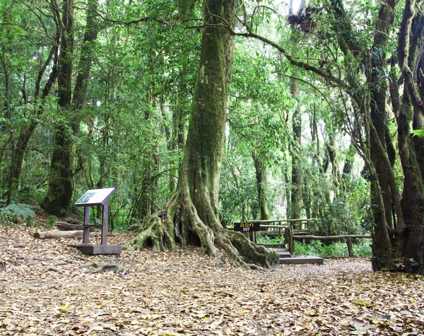 Cesta treky Doi Inthanon. — Stock fotografie