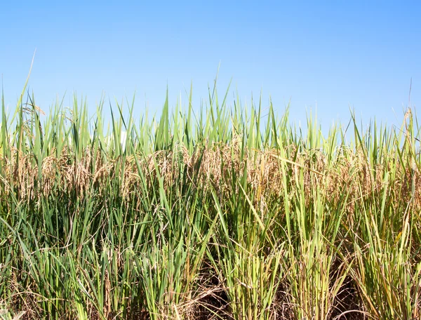 Rice fields — Stockfoto