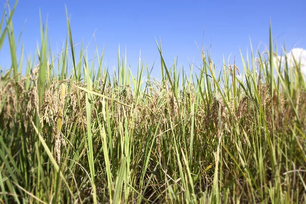 Risfält — Stockfoto