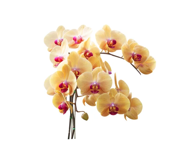 Orchideebloemen — Stockfoto