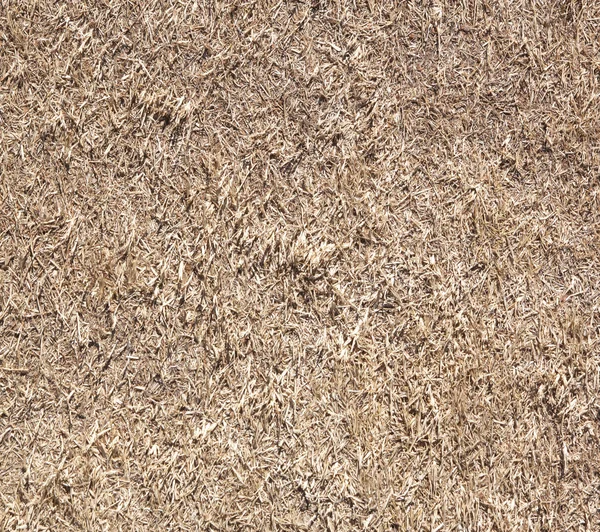 Dead grass background — Stock Photo, Image