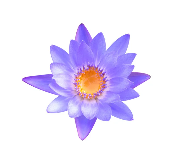 Lotus Flower — Stock Photo, Image