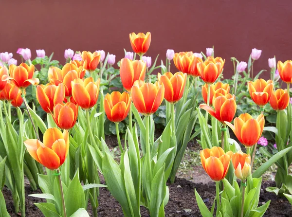 Blommor tulpaner — Stockfoto