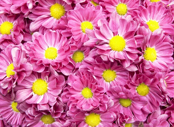 Colorful flower background — Stock Photo, Image