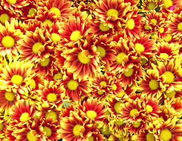 Barevný květ pozadí — Stock fotografie