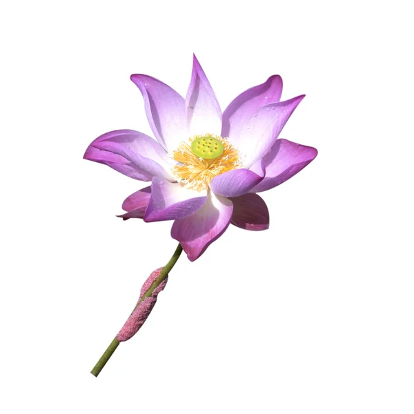Lotus Flower — Stock Photo, Image