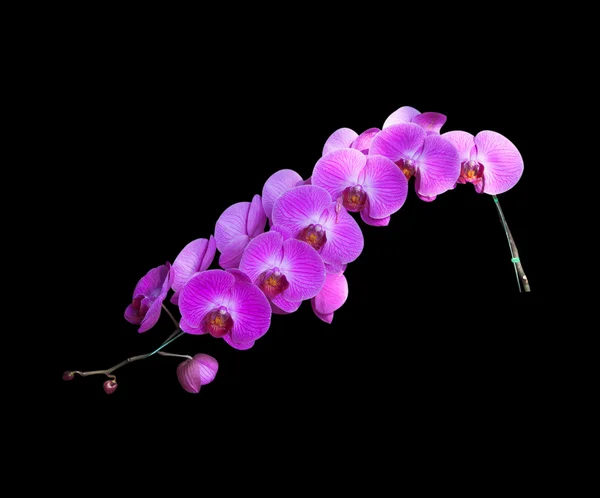 Orchideebloemen — Stockfoto