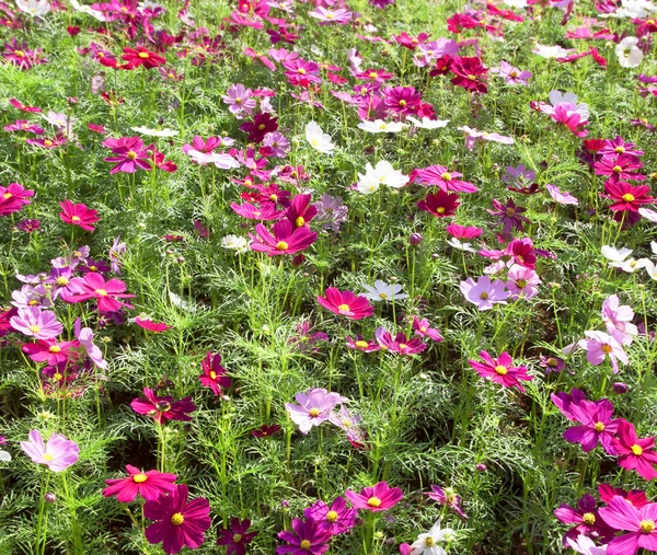 Cosmos sulphureus Cav — Stock fotografie