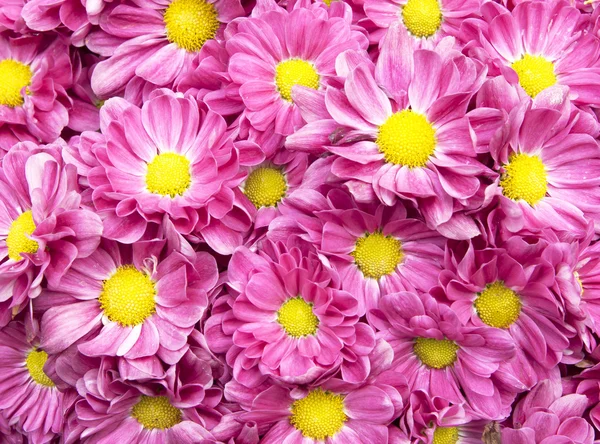 Colorful flower background — Stock Photo, Image