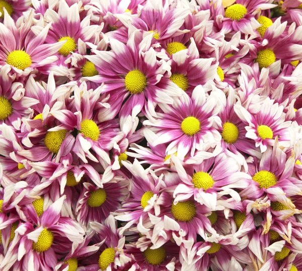 Background flowers — Stock Photo, Image