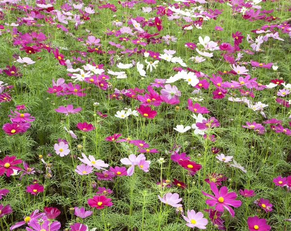 Cosmos flores sulfurosas florescer . — Fotografia de Stock