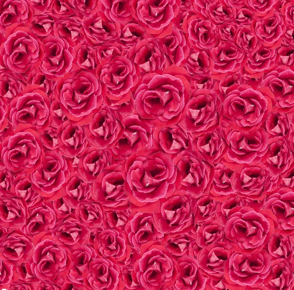 Pink Roses background red — Stock Photo, Image