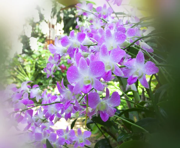 Flor de orquídea — Fotografia de Stock