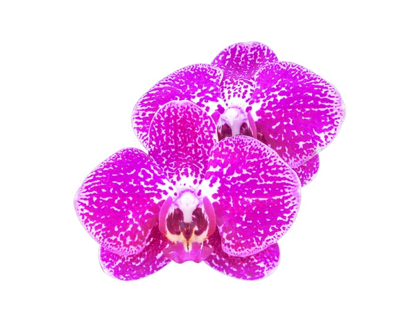 Orchideebloem — Stockfoto