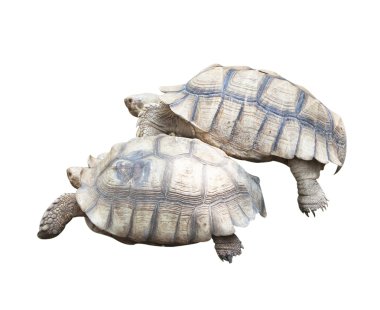 Kaplumbağa hayvan çiftlik