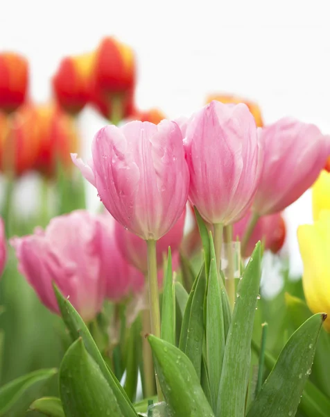 Tulipanes rosados floreciendo — Foto de Stock