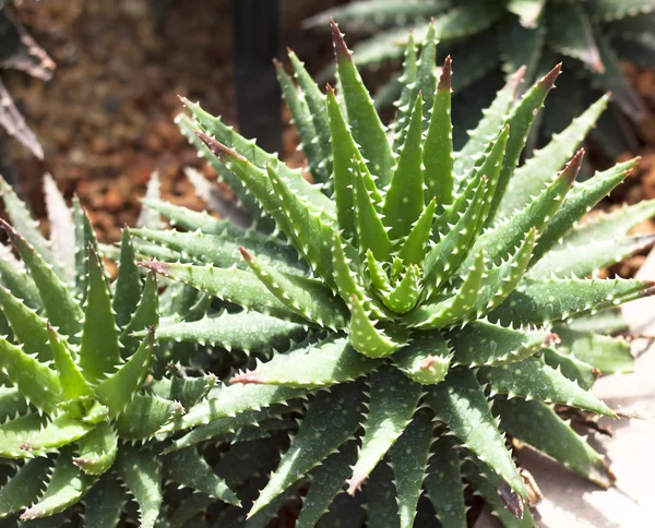 Aloe vera — Stock fotografie