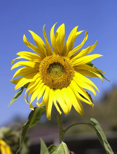 Zonnebloemen — Stockfoto