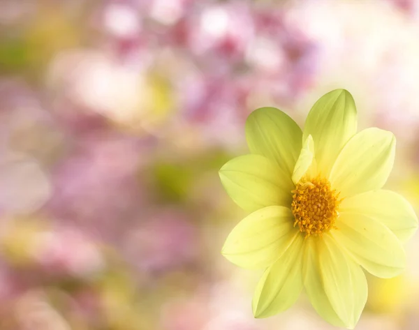 Flor de Dalia —  Fotos de Stock