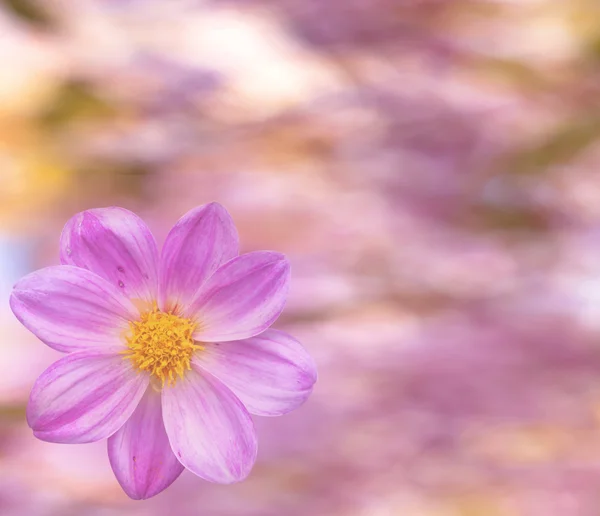 Flor de Dalia —  Fotos de Stock