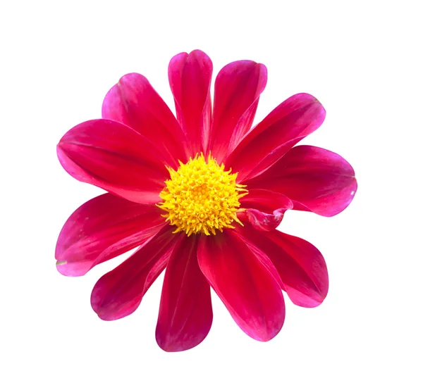 Dahlia blomma — Stockfoto