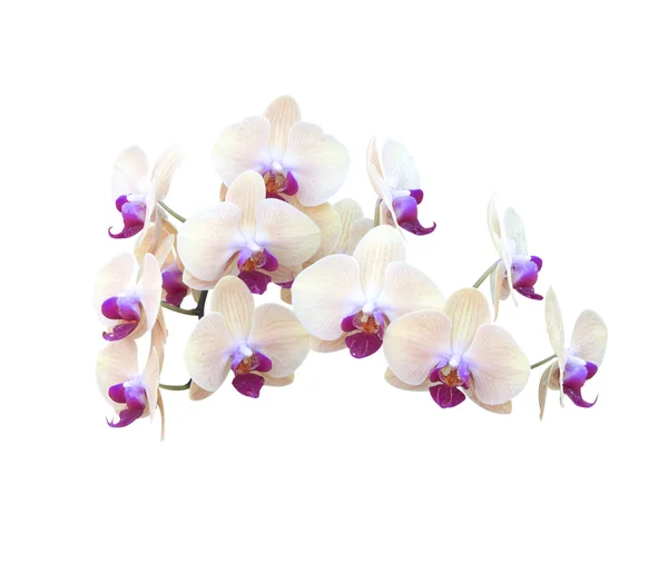 Orchideebloemen — Stockfoto